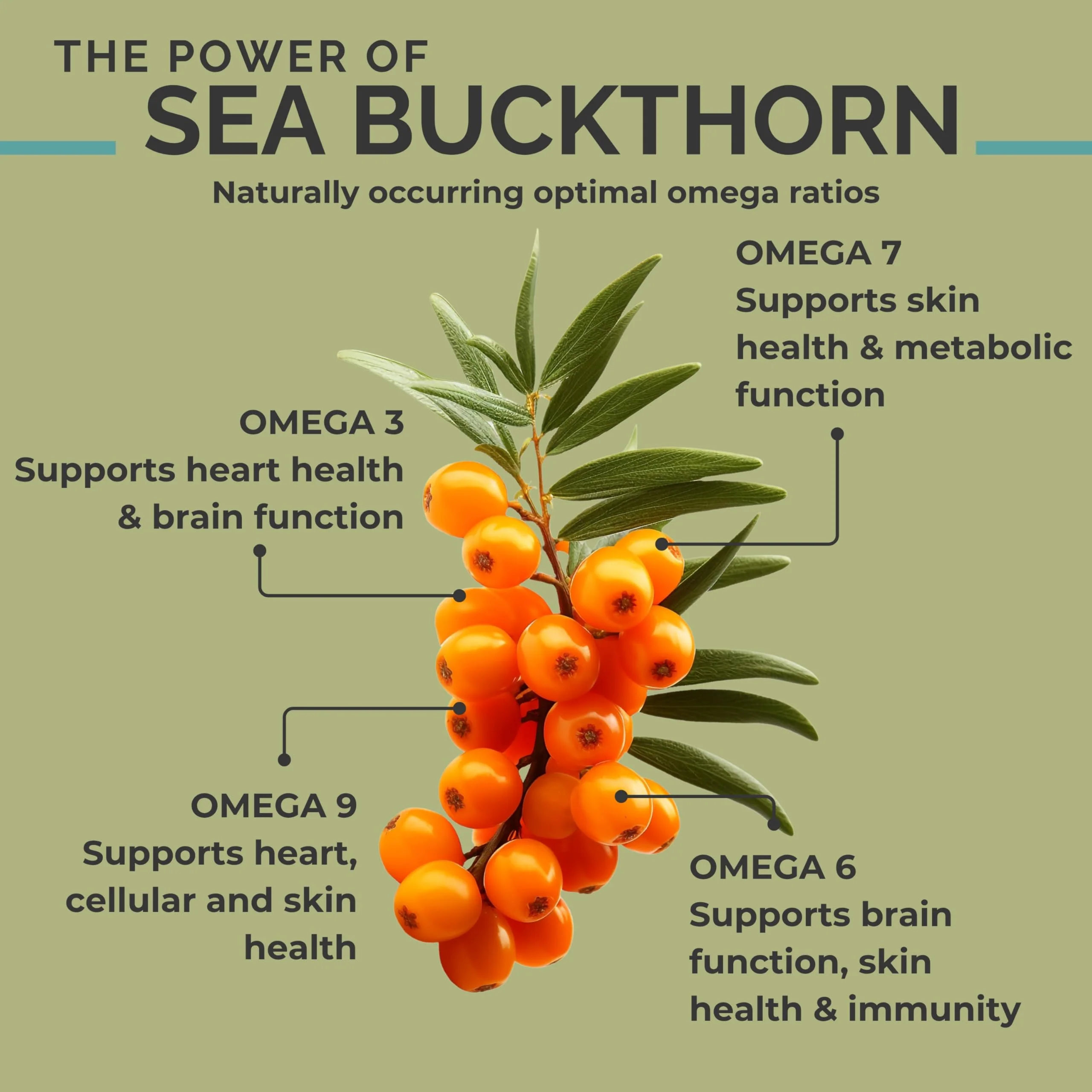 SEABUCKWONDERS Organic Sea Buckthorn Oil Omega-7 Complete, 30 Softgels, 15 Day Supply, with Omega 3, 6 & 9, Supports Hair, Skin & Nails, 100% Pure with Zero Filler Oil - Image 4