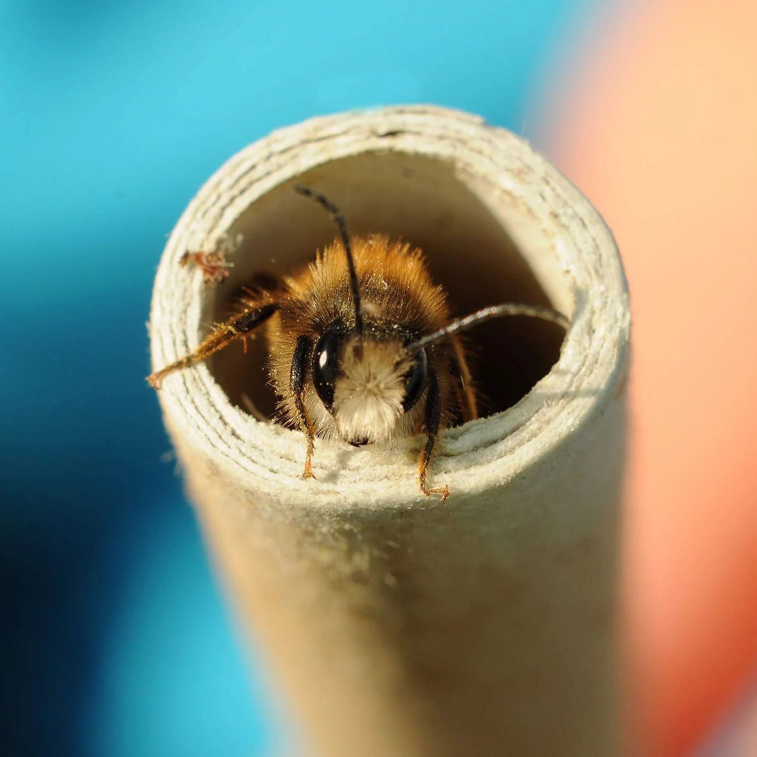URATOT 200 Pieces Mason Bee Tubes, 6 Inches, Brown Kraft Paper, Bee Houses, Refill Tubes - Image 2