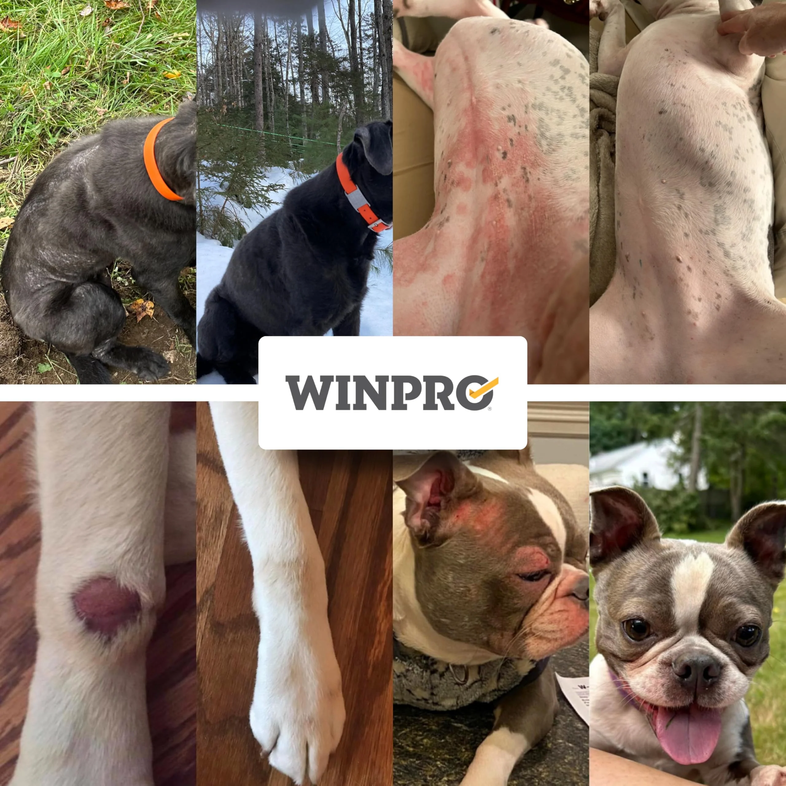 WINPRO Allergy Chews – Plasma-Powered Formula for Dog Seasonal Allergy Support – Grain-Free, Natural Blood Protein Supplements – 60 Soft Chews - Image 6